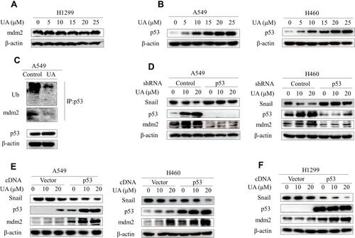 Figure 4 Urolithin A upregulates mdm2 by inhibiting the interaction of p53 and mdm2. (A) H1299 cells were treated with different concentrations of urolithin A (0, 5, 10, 15, 20 and 25 μM) for 5 h. Western blot examined the expression of mdm2. (B) Western blot demonstrates expression of p53 following 5 h of urolithin A (0, 5, 10, 15, 20 and 25 μM) stimulation in indicated lung cancer cell lines. (C) Cells were treated with urolithin A for 5 h after which cell lysates were immunoprecipitated with anti-p53 antibody and then Western blotted with anti-Ubiquitin and anti-mdm2 antibodies. (D) Transfection of A549 and H460 cells with p53 shRNA for 48h, and then treated with different concentrations of urolithin A for 5 h, the expression levels of mdm2 and Snail were analyzed by immunoblotting. (E and F) Indicated cells were transfected with p53 cDNA. After 48 h, cells were treated with urolithin A (0, 10 and 20 μM) for 5 h. The levels of mdm2 and Snail were detected by Western blotting.