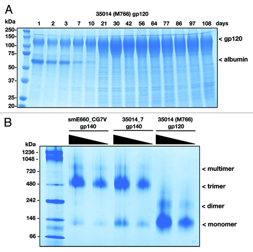 Figure 5. Production and purification of SIV Env protein from stable HEK293 cells. (A) Samples of culture media from Fibercell grown HEK293 cells expressing SIV env protein were assessed for purity on Coomassie blue stained SDS PAGE gels (10% TGX gel, Bio-Rad). (B) Purified SIVsmE660_CG7V gp140, SIVmac gp140 (35014_7) and gp120 (35014/M766) proteins were assessed for purity and quality on non-denaturing gel (10% TGX gel) and visualized by Coomassie blue staining.