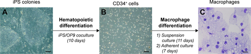 Figure S2 Hematopoietic differentiation of iPSC into mature macrophages.Notes: iPSC colonies (A) were cocultured with OP9 cells for 10 days in a differentiation culture medium (α-MEM supplemented with 10% FBS, 100 µM MTG and 50 µg/mL ascorbic acid; scale bar =200 µm). Day 10 iPS/OP9 cocultures were harvested and CD34-positive cells (B) were isolated after labeling with CD34 magnetic beads (scale bar =200 µm). They were cultured in suspension in α-MEM containing 10% Hyclone™ FBS, 100 µM MTG and 200 ng/mL GM-CSF for 8 days. Then, the medium was changed for IMDM with 10% FBS and 50 ng/mL M-CSF. After 3 days, cells were allowed to adhere in the same medium for 1 week to obtain mature macrophages (C) as shown with MGG staining (scale bar =100 µm).Abbreviations: FBS, fetal bovine serum; GM-CSF, granulocyte-macrophage colony-stimulating factor; IMDM, Iscove’s Modified Dulbecco’s Medium; iPSC, induced pluripotent stem cell; M-CSF, macrophage colony-stimulating factor; MEM, minimum essential medium; MTG, monothioglycerol; MGG, May-Grunwald-Giemsa.