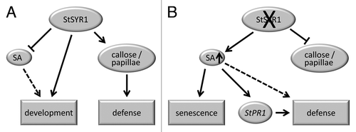 Figure 1. Model of StSYR1 function. (A) Mechanism of StSYR1-function in wild type potato plants. (B) Deregulated StSYR1-dependent mechanisms in StSYR1-RNAi plants. For details see the main text.