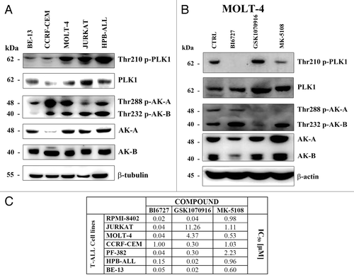 Figure 1. Effects of PLK1 and AK-A/-B inhibitors on T-ALL cell viability. (A) BE-13, CCRF-CEM, MOLT-4, Jurkat, and HPB-ALL cell lines were collected, lysed, and analyzed by western blot for the expression of PLK1 and AK-A/-B and of their phosphorylated forms. Molecular weights are indicated on the left. (B) MOLT-4 cells were treated with BI6727, GSK1070916, and MK-2206 at the respective IC50 for 48 h; next they were collected, lysed, and analyzed by western blot. Molecular weights are indicated on the left. CTRL, untreated cells. (C) T-ALL cell lines were treated with the drugs for 48 h. Next the rates of survival were evaluated by MTT assays. Data are representative of 3 independent experiments and SD was less than 10%.