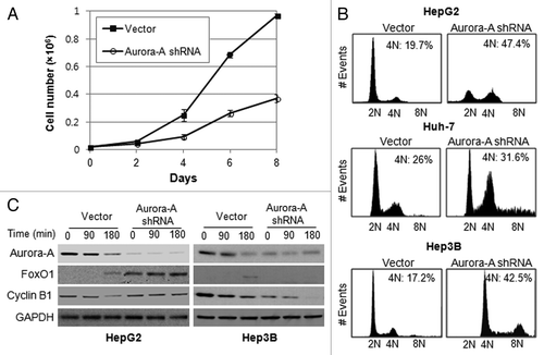 Figure 3. Silencing of Aurora A induces G2/M arrest. (A) The growth of vector and Aurora A shRNA HepG2 cells were measured on the indicated days. Data shown are the mean ± SD of three independent experiments. (B) Cell cycle profile of synchronized vector control and Aurora A shRNA HepG1, Huh-7 and Hep3B cells was analyzed by flow cytometry analysis. Percent of G2/M cells is shown. (C) The level of FoxO1, cyclin B1 and Aurora A during M phase was measured by western blot analysis. Nocodazole (100 ng/ml) arrested control and Aurora A shRNA HepG2 and Hep3B cells were released from nocodazole block, and protein lysates were prepared at the indicated time thereafter. Equal loading of protein was confirmed by GAPDH.