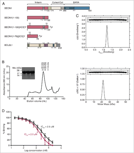 Figure 1. Expression, purification and characterization of the BECN1 N-terminal domain. (A) Schematic of the structural domains of BECN1 and BCL2L1 used in this study. BH, BCL2-homology domain; TM, transmembrane domain; ECD, evolutionarily conserved domain; BARA, β-α repeated, autophagy-specific. (B) Chromatogram following gel-filtration chromatography of the BECN1 N terminus (BECN1(1–150)[4CS]Y construct). The protein eluted at an elution volume consistent with a protein larger than the calculated molecular weight, Inset: SDS-PAGE analysis of peak fractions following gel-filtration chromatography. Protein fractions used for NMR studies were >90% pure. (C) Top panel: Continuous sedimentation coefficient [c(s)] distribution plotted as a function of standardized sedimentation coefficient (s20,w) for BECN1(1–150)[4CS]Y at an initial concentration of 50 µM. Inset: residuals resulting from the c(s) distribution best fit plotted as a function of radial position (cm). Bottom panel: Continuous mass [c(M)] distribution (Da−1) plotted as a function of molar mass (Da) for BECN1(1–150)[4CS]Y at an initial concentration of 50 µM. Inset: Residuals resulting from the c(M) distribution best fit plotted as a function of radial position (cm). (D) Solution competition assays comparing binding of BECN1 N terminus (BECN1(1–150)[4CS]Y) (red curve) with BECN1(BH3) peptide (black curve) to BCL2L1. Both bind with a similar IC50 value (determined from n=5 to 8 independent experiments).