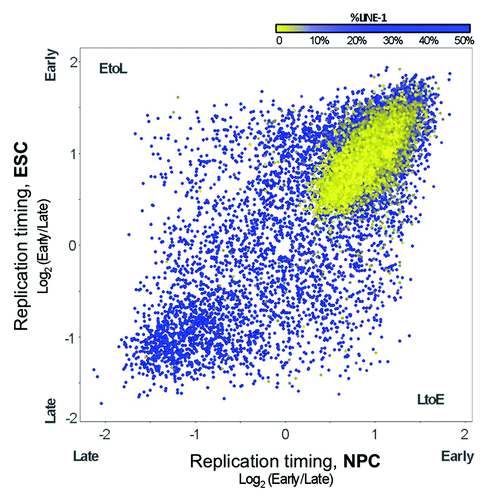 Figure 3. Replication timing changes predominantly in LINE-rich regions. Replication timing values (log2 early/late-S enrichment) are plotted for RefSeq genes in ESCs and NPCs, with values in the lower right and upper left representing LtoE and EtoL timing changes, respectively. Points are colored by the percentage of LINE-1 sequence assigned to each gene from the nearest 100 kb window, from blue (≥ 6% LINE) to yellow (< 6%LINE).