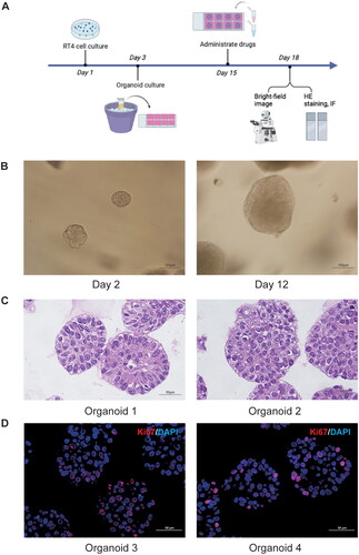 Figure 1. Formation of RT4 organoid. (A) a timeline of RT4 organoid-related experiments created using BioRender.com. (B) Representative bright-field images of organoids formed from the RT4 cell line on day 2 and day 12. Scale bar, 100 μm.(C) Representative H&E staining photomicrograph of RT4 organoids on day 12. Scale bar, 50 μm. (D) Representative immunofluorescence sections of RT4 organoids stained with Ki67 (red). Nuclei were stained with DAPI. Scale bar, 50 μm.