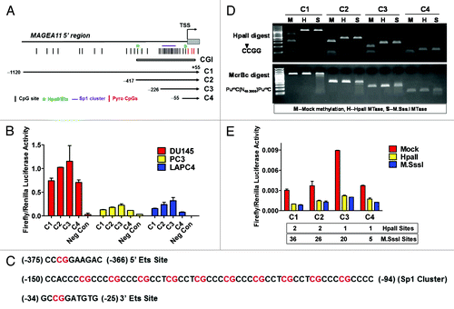 Figure 6.MAGEA11 promoter activity and repression by DNA methylation. (A) Diagram of the MAGEA11 5′ region and MAGEA11 promoter luciferase constructs. The MAGEA11 promoter region, TSS, first part of exon I (gray box), and the CpG island (CGI) are indicated. Four promoter constructs were generated by PCR (C1-C4). The key indicates the location of CpG sites, Ets sites (which correspond to HpaII sites), the Sp1 site cluster, and the three TSS-resident CpG sites examined by bisulfite pyrosequencing. (B) C1-C4 constructs were transfected into the indicated prostate cancer cell lines, and promoter activity was measured. Cells treated with the transfection reagent alone served as a negative control. (C) Sequence of the two Ets sites and the Sp1 site cluster in the MAGEA11 promoter. CpG dinucleotides are indicated with red font. The two consensus Ets sites each contain an HpaII recognition sequence (5′-CCGG-3′). The Sp1 cluster contains 10 embedded CpG sites. (D) Confirmation of the methylation status of MAGEA11 promoter construct inserts. Inserts were mock-methylated (M), methylated with HpaII (H), or with M.SssI (S). Methylation status was verified by digestion with HpaII restriction endonuclease (top panel) or McrBc endonuclease (bottom panel). The sequence specificity of each nuclease is shown at left. (E) MAGEA11 promoter repression by methylation. Inserts verified as shown in (C) were ligated into the pGL3-basic vector, transfected into PC-3 cells, and promoter activity was measured. The number of HpaII and M.SssI sites in each construct is indicated below the graph.