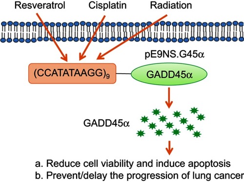 Figure 6 Summary of pE9NS.G45α suicide gene therapy. Cisplatin, resveratrol, and radiation activate synthetic inducible promoter E9NS to drive the expression of GADD45α and subsequent cell proliferation suppression and apoptosis.