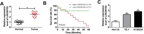 Figure 1 The level of LINC00152 in ESCC tissues and cell lines. (A and C) qRT-PCR was performed to detect the level of LINC00152 in ESCC tissues and cell lines. (B) The interrelation between patients’ survival rate (log-rank test) and the level of LINC00152 was shown. *P<0.05.