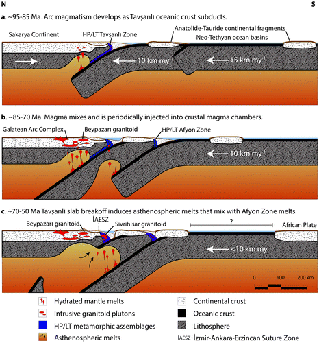 Figure 13. Tectonic evolution model showing the interpreted geodynamic history of the Beypazarı granitoid and its relationship to the GAC and Sivrihisar granitoid. The subduction zone diagram is adapted from Cloos et al. (Citation2005). (a) From ~95–85 Ma, dehydration of subducting Tavşanlı oceanic crust hydrates the mantle wedge and induces crustal melting in the Sakarya Zone. HP/LT assemblages develop in the Tavşanlı Zone, and subduction is initiated in the Afyon Zone. (b) Between ~85–70 Ma Beypazarı melts evolve, and volcanism occurs in the GAC. The Tavşanlı Zone is exhumed, and the subducting Afyon slab weakens the Tavşanlı slab. (c) The Tavşanlı Zone transitions from subduction to collision and the slab breaks off by the Eocene. The Sivrihisar granitoid intrudes the HP/LT Tavşanlı Zone. Development of the İAESZ occurs, ending subduction magmatism and culminating in an Eocene orogeny. See Section 5.3 for further discussion.