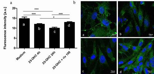 Figure 5. The effect of 25-hydroxycholesterol 10 µg/ml (4 h and 24 h stimulation) Ab, Ac Bb, Bc, and rivaroxaban 100 ng/ml+25-hydroxycholesterol 10 µg/ml Ad, Bd on VE-cadherin expression and endothelial cell morphology in the confocal microscope after 24 hours of culture. (b) Confocal microscopy image of the VE-cadherin of HUVECs (green); a. medium, b. 25-OHC 4 h stimulation, c. 25-OHC 24 h stimulation, d. 100 ng/ml+25-hydroxycholesterol 10 µg/ml. Measurements were taken by, n = 10, mean ± SEM; * p < .05, *** p < .001. (one-way ANOVA with post hoc Tukey’s test)