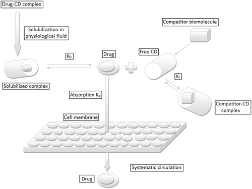 Figure 4. Schematic representation of cyclodextrins–drug complexation, subsequent release and absorption of drug.