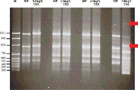 Figure 3. Polymorphic bands of ISSR products amplified from in vitro-raised shoot buds treated with different concentrations of TDZ (0.5, 1.0, 2.0 and 4.0 mg/L) and from mother plants of J. curcas using UBC 856 ISSR primers. Lane M, molecular size marker; MP, mother plant. Note: Polymorphic bands are shown by an arrow at 4 mg/L TDZ.