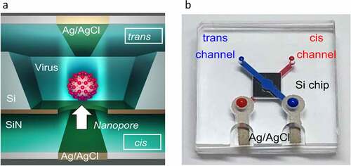 Figure 6. Solid-state nanopore sensor for detection of coronavirus. a) Structure of the fabricated nanopore in a Si3N4 membrane. Cis and trans channels contain the specimen and buffer and are connected to Ag/AgCl electrodes for signal transduction. b) The photographic image of the developed nanopore chip. Adapted with permission from ref [Citation145]. Copyright {2021} Springer nature