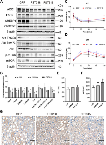 Figure 8 FST overexpression inhibited lipid synthesis and Akt/mTOR pathway in HFD mice. (A and B) The protein expression and analysis results of ACC1, FASN, SREBP1, ChREBP, Akt, Akt-Thr308, Akt-Ser473, p-mTOR, and mTOR in the control (treated with an AAV vector encoding GFP) and FST-overexpressing (treated with an AAV vector encoding FST288 and FST315) HFD mice. β-actin was used as a loading control. (C and D) GTT and ITT results in the control and FST-overexpressing HFD mice. (E and F) AUC for GTT and ITT. (G) Immunohistochemical staining of hepatic FST in the control and FST-overexpressing HFD mice (400×, scale bar: 50 µm).