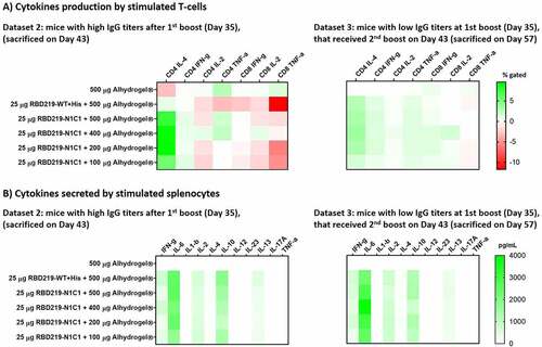 Figure 4. (A) Heatmap of the cytokine response of CD4+ and CD8 + T cells after restimulation with SARS-CoV-2 RBD219-WT or RBD219-N1C1, re-stimulated splenocytes were surface and intracellularly stained and subsequently analyzed by flow cytometry. Splenocytes were obtained from mice who received two vaccinations (day 43) or three vaccinations (Day 57). Non-stimulated controls were subtracted from re-stimulated samples. (B) Heatmap of secreted cytokines in supernatant from re-stimulated splenocytes from mice who received two vaccinations (day 43) or three vaccinations (Day 57). Cytokine concentrations of non-stimulated controls were subtracted from re-stimulated samples