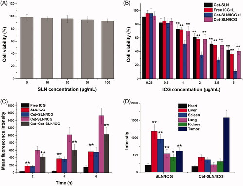 Figure 5. (A) Cytotoxicity of thiol-functionalized SLN after 48 h incubation with MCF-7 cells. (B) Cytotoxicity of Cet-SLN, free ICG (with laser irritation) and Cet-SLN/ICG (with or without laser irritation) against MCF-7 cells after 48 h incubation. **p < .01 versus Cet-SLN/ICG + L. (C) Quantitative analysis of intracellular time-dependent uptake of Cet-SLN/ICG against MCF-7 cells (pretreated with/without Cet). **p < .01 versus Cet-SLN/ICG. (D) Mean fluorescence intensity of dissected tumors and major organs of mice treated with Cet-SLN/ICG at 48 h post-injection. Data were expressed as mean ± S.D. (n = 3). *p < .05 and **p <.01 versus Cet-SLN/ICG.