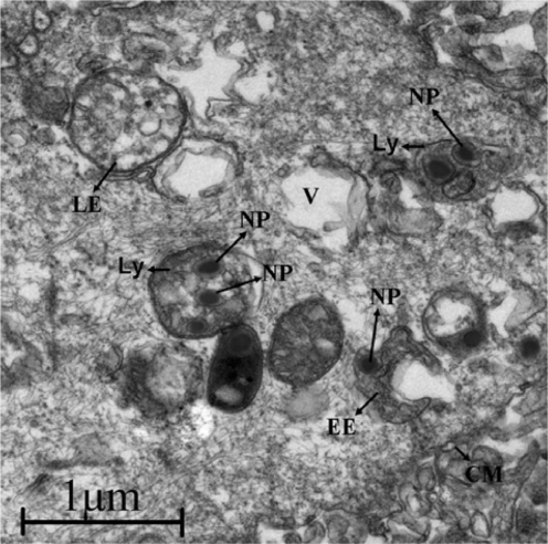 Figure 7 TEM photo showing intracellular fate of nanospheres. Some nanospheres were localized in endosomes and lysosomes.Abbreviations: Ly, lysosome; LE, late endosomes; EE, early endosomes; V, vacuole; CM, cell membrane; NP, nanoparticles.