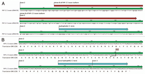 Figure 2 PrP-2 mRNA splice isoforms: At least two isoforms of prnprs3 (PrP-2) mRNA are described in zebrafish; (A) A 2 exon transcript (RefSeq: NM_001013298.1; UCSC Genome Browser on Zebrafish Jul 2010) and (B) A 3 exon transcript (ENSDART00000116357, Zv9 Ensembl release 61-Feb 2011). The latter discloses an extra intron in the C-terminus of the open reading frame leading to a frame shift, which causes the C-terminal end to switch from being hydrophobic to more hydrophilic. The figure was created using CLC Main Workbench (CLC bio, Aarhus, Denmark).