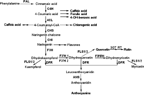 Figure 1. Schematic representation of the flavonoid biosynthetic pathway.