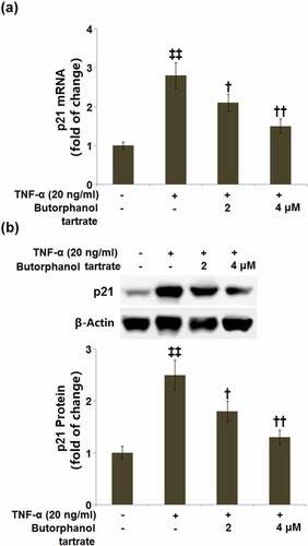 Figure 4. The effects of Butorphanol tartrate on the expression of p21 in HC-A chondrocytes against TNF-α. The cells were treated with Butorphanol tartrate (0, 2, 4 μM) and TNF-α (20 ng/ml) for 24 hours. (a). mRNA of p21; (b). Protein of p21 (‡‡, P < 0.01 vs. Control group; †, ††, P < 0.05, 0.01 vs. TNF-α group).