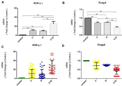 Figure 4 The relative levels of Foxp3 and RORγt mRNA transcripts to the control glyceraldehyde 3-phosphate dehydrogenase (GAPDH) in PBMCs from healthy controls, COPD, T2DM and COPD combined with T2DM patients. (A and C) Comparisons of RORγt in the 4 groups. (B and D) Comparisons of Foxp3 in the 4 groups. The data are represented as the mean ± SD; a value of **P <0.01 was considered statistically significant. COPD (C group), T2DM (D group) and COPD combined with T2DM (C+D group).