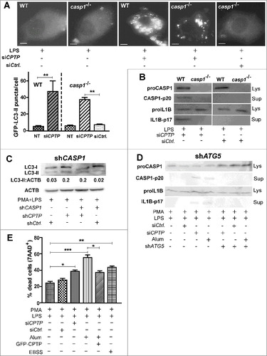 Figure 10. Autophagy induced by CPTP depletion is CASP1 independent, but inflammasome-driven IL1B processing that leads to pyroptotic cell death is autophagy dependent. (A) Fluorescence microscopy showing LC3 puncta in murine macrophages (WT, wild type; CASP1−/−, casp1 knockout cells) primed with LPS and cotransfected with plasmid encoding GFP-LC3, siCPTP or scrambled siControl. Bars: 10 µm). For quantification (bar graph below micrograph), 15 cells were analyzed per group in 3 independent experiments. Values are means + s.e.m of 3 independent experiments. (B) Western immunoblot showing levels of proCASP1, CASP1-p20, proIL1B and IL1B-p17 in murine macrophages (WT or CASP1−/−). Cells were LPS primed and transfected with either siCPTP or non-targeting siCtrl. (C) Western immunoblot analysis of LC3-II in THP-1 cells (differentiated and primed) treated with shCASP1, shCPTP or scrambled shCtrl. ACTB (loading control) provides baseline for ratiometric comparisons of band intensities. (D) Western immunoblot analyses of CASP1-p20, and IL1B-p17 levels in cell supernatants and proCASP1 and proIL1B in cell lysates in THP-1 cells cotransfected with shATG5 and either siCPTP or scrambled siCtrl vectors. (E) Flow cytometry analyses of THP-1 cells stained with 7AAD-PE-Cy5 (670/14 nm bandpass) to detect permeabilized nuclei (DNA labeling) after indicated treatments without transfections or at 24 h post-transfection. All comparisons are relative to controls for each treatment condition, *P < 0.05, **P < 0.01, ***P < 0.001 Student t test.