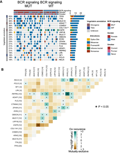 Figure 3 Genomic profiles of 47 LUAD patients in the Miao-LUAD cohort. (A) The 20 genes with the highest mutation frequencies and corresponding clinical information. (B) Mutual exclusion co-occurrence analysis of the top 20 mutated genes. BCR signaling MUT, b cell receptor signaling mutation group, BCR signaling WT, b cell receptor signaling wild group (*p<0.05; **p<0.01; and ***p<0.001).