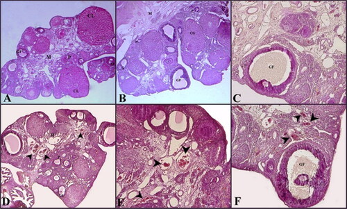 Figure 1. Histological images of ovaries in the Control (A, B, C) and HSW (D, E, F) groups. M: medulla; GF: Graafian Follicle; CL: corpus luteum; P: Primary Follicle; S: Secondary Follicle; arrowhead: vascular congestion. Hematoxilin&eosin.