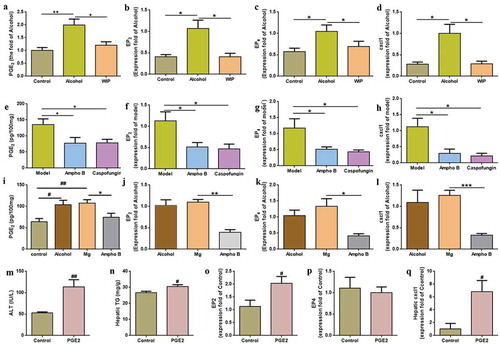 Figure 4. Contribution of fungi-induced PGE2 to alcoholic hepatic steatosis