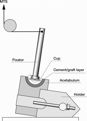 Figure 3. Overview of the lever-out test facility. The acetabulum model is confined in the holder. A metal rod is fixated in the acetabular cup and connected to the MTS machine (arrow) by a pulley.