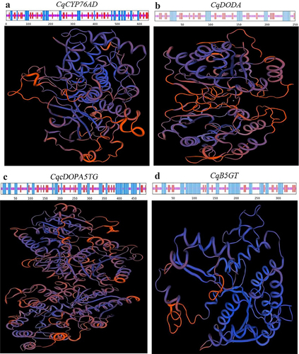 Figure 7. Secondary and tertiary structure of the quinoa betalain synthesis genes. (a) Secondary and tertiary structure of the CqCYP76AD gene in C.Quinoa. (b) Secondary and tertiary structure of the CqDODA gene in C.Quinoa. (c) Secondary and tertiary structure of the CqcDOPA5GT gene in C.Quinoa. (d) Secondary and tertiary structure of the CqB5GT gene in C.Quinoa.