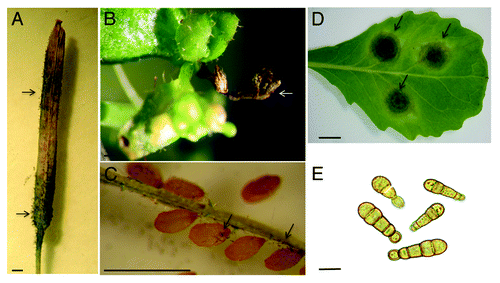 Figure 2. Typical symptoms caused by A. brassicicola on an Arabidopsis silique (A), flower (B), seeds (C) (bars = 1 mm), and cabbage leaf (D) (bars = 1 cm). Arrows show necrotic lesions and/or mycelium development and conidia formation. (E) shows typical A. brassicicola conidia produced from necrotic spots (bars = 10 μm).