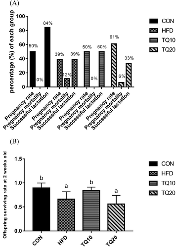 Figure 2. Effects of TQ on reproduction performance. (A) TQ10 increased successful lactation, while TQ20 increased pregnancy rate and reduced successful lactation. TQ groups decreased pregnancy mortality (n = 16/group). (B) TQ10 increased surviving offspring rate at 2 weeks old (n = 6/group). Significant differences between various groups were determined by one-way analysis ANOVA test. Data are expressed as mean ± SD and values were considered significantly different at p < 0.05. Different letters show significant differences between the groups at p < 0.05. CON: control. HFD: high-fat diet. TQ10: high-fat diet+ thymoquinone 10% ppm. TQ20: high-fat diet+ thymoquinone 20% ppm.