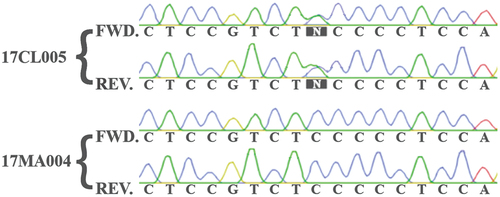 Figure 5. Excerpt of aligned Sanger sequence traces from the TEF1 PCR product of an isolate (17CL005) containing polymorphisms compared with an isolate (17MA004) that had no polymorphisms.