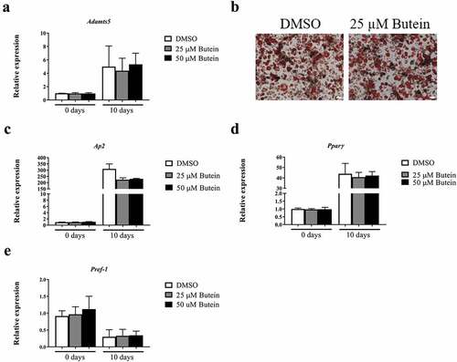 Figure 2. Effect of butein T on differentiation of 3T3-F442A preadipocytes into mature adipocytes. Expression of Adamts5 (a) and of the differentiation markers Ap2 (c), Pparγ (d) and Pref-1 (e) is shown at the start and at day 10 of differentiation. Data are means ± SEM of 5 determinations in 2 independent experiments and are normalized to the blank value at day 0. Panel b shows Oil red O staining of differentiated 3T3-F442A preadipocytes (day 10) in the presence of butein (25 μM) or DMSO. The scale bars correspond to 50 μm (magnification x100). Abbreviations: a disintegrin and metalloproteinase with thrombospondin motifs 5 (Adamts5), adipocyte protein 2 (Ap2), peroxisome proliferator-activated receptor γ (Pparγ), preadipocyte factor 1 (Pref-1) and dimethylsulfoxide (DMSO).