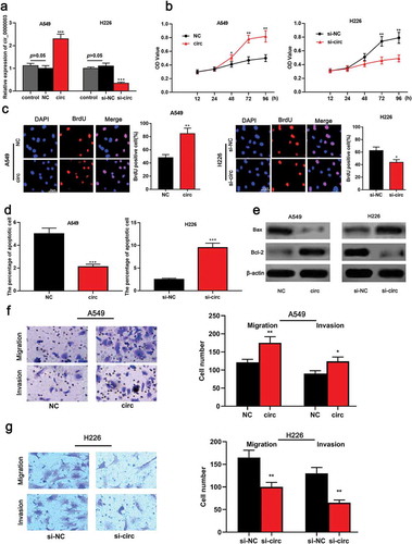 Figure 2. Circ_0000003 can promote the proliferation, migration and invasion of NSCLC cells and inhibit apoptosis.