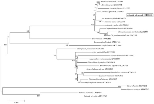 Figure 1. Phylogenetic tree of the relationships between A. selengensis and other 28 related species belonging to the Asteraceae family based on 72 shared protein-coding sequences. Branch lengths and topologies came from the neighbour-joining (NJ) analyses.