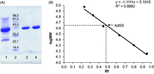 Figure 1. (A) SDS-PAGE of purified H. pylori AdSS, lane 1 – pulled fractions after SEC on Sephacryl S-200 HR, lane 2 – LMW protein markers (molecular masses in kDa given in the figure), lanes 3 & 4 – purified AdSS. (B) Calibration curve for the given gel, Rf is ratio of migration distance of the protein and migration distance of the dye front.