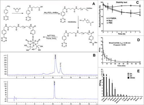 Figure 1 Synthesis and characterization of 99mTc-HYNIC-PEG11-Tz. (A) Schematic diagram depicting the main steps of 99mTc-HYNIC-PEG11-Tz synthesis. (B) RP-HPLC analysis of 99mTc-HYNIC-PEG11-Tz showing its radio profile (Retention time [Rt] = 10.58 min, top) and ultra-violet profile (Rt = 10.2 min, wavelength = 280 nm, bottom). The radiolabeled isomer was identified in the RP-HPLC curve (Rt = 11.71 min, top). (C) In vitro stability of 99mTc-HYNIC-PEG11-Tz in BSA, NaCl and PBS solutions for 8 h after labelling. (D) Half-life of 99mTc-HYNIC-PEG11-Tz in blood. (E), Biodistribution of 99mTc-HYNIC-PEG11-Tz in C57BL/6J mice at 30 min, 2 h and 6 h after administration.