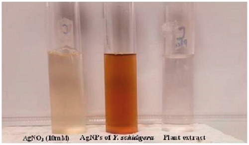Figure 1. Synthesis of silver nanoparticles using plant extracts of Y. shidigera.