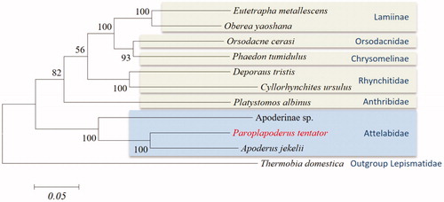 Figure 1. GenBank accession numbers are as follows: Eutetrapha metallescens (Lamiinae), KY796053 (Wang et al. Citation2019); Oberea yaoshana (Lamiinae), MK863509 (Wang et al. Citation2019); Orsodacne cerasi (Orsodacnidae), KX087325; Phaedon tumidulus (Chrysomelidae), KX943499; Deporaus tristis (Rhynchitidae), KX087280 (Linard et al. Citation2018); Cyllorhynchites ursulus (Rhynchitidae), MH156809 (Lee et al. Citation2019); Platystomos albinus (Anthribidae), KX087337 (Linard et al. Citation2018); Apoderinae sp. (Attleabidae), MH473531 (Gillett et al. Citation2014); Apoderus jekelii (Attelabidae), MK292540 (Park et al. Citation2019); and the outgroup species Thermobia domestica (Lepismatidae), NC006080 (Hua et al. Citation2009).