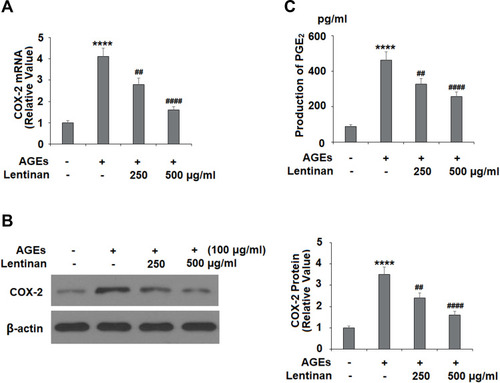 Figure 4 Lentinan prevented AGE-induced COX-2 expression and PGE2 generation. Cells were stimulated with 100 μg/mL AGEs with or without lentinan (250 and 500 µg/mL) for 24 h. (A) mRNA of COX-2; (B) Protein of COX-2 as measured by Western blot analysis; (C) Production of PGE2 (****, P<0.0001 vs vehicle group; ##, ####, P<0.01, 0.0001 vs AGEs treatment group, n=4-5).