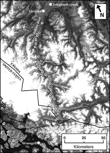 FIGURE 3 Distribution of M. alba on the Stikine River, located in southeast Alaska and western Canada. GPS locations of populations found in surveys conducted during 2003–2005 were plotted on LANDSAT 7 imagery obtained 5 August 1999 and 10 August 2001 (image center, latitude 57.1167°N, 131.5667°W).