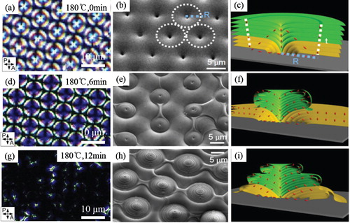 Figure 7. Morphology changes of TFCDs during the sintering process. POM textures of TFCD film subject to thermal sublimation at 180°C as a function of time. (a) 0 min, (d) 6 min, (g) 12 min. SEM images of the evolved LC films during sintering and their cross-sectional schemes; (b,c) original TFCDs. (e,f) Dome-like structures. (h,i) Concentric tori patterns with pyramidal dome shape. The film thickness is reduced from ∼5 to <2 µm during the process [Citation67].