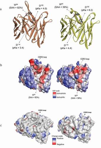 Figure 5. Comparison of molecular modeling results for the "open" and "closed" loop conformations. (a) Structures labeled with select pKa and solvent accessible surface area (SAA). (b) Hydrophobicity maps. (c) Charge analysis showing contiguous, charge surface patches