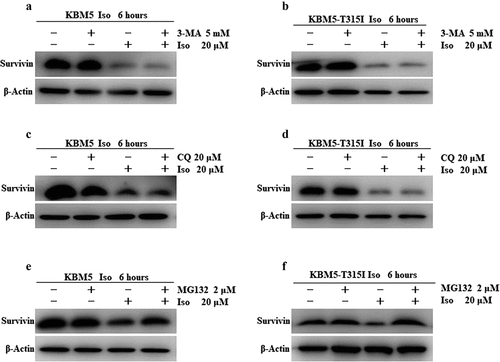 Figure 5. The proteasome pathway involved in isoalantolactone-induced down-regulation of survivin protein in imatinib-sensitive and resistant CML cells.