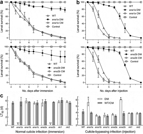 Figure 5. Requirements of ena1a and ena2b for pathogenicity and virulence of B. bassiana. (a, b) Survival trends of G. mellonella larvae after topical application (immersion) of a 107 conidia/ml suspension for normal cuticle infection and hemocoel injection of ~500 conidia per larva for cuticle-bypassing infection respectively. (c) LT50 values estimated for deletion mutants (DM), complemented mutants (CM) and WT against the larvae through probit analyses of time-mortality trends derived from (a), (b) and Supplementary Fig. S8. Note that LT50s are unavailable for Δena1a and Δena2b (arrowed) through the normal infection, much prolonged for both mutants (asterisked, P < 0.001 for Tukey’s HSD test) through the cuticle-bypassing infection, but similar for all other deletion mutants and control strains in either infection mode. Error bars: SD of the mean from three replicates