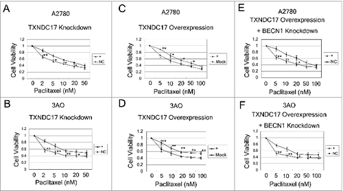 Figure 5. TXNDC17 modulates paclitaxel sensitivity. (A and B) A2780 and 3AO cells were transfected with TXNDC17-specific siRNA (line +) or scrambled siRNA (line NC); (C and D) A2780 and 3AO cells were transfected with a pcDNA3.1(+)-TXNDC17 (line +) or pcDNA3.1(+) (line Mock) plasmid; (E and F) A2780 and 3AO cells were transfected with BECN1-specific siRNA (line +) or scrambled siRNA (line NC) after transfection with pcDNA3.1(+)-TXNDC17 and selection with G418 (400 μg/mL) for 10 d, then the cells were seeded in 96-well plates and exposed to paclitaxel at various final concentrations for 24 h. Cell viability was measured by CCK-8 kit after 48 h. Data are representative of 3 independent experiments and are expressed as the means ± SD.** P < 0.01, * P < 0.05.
