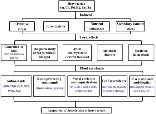 Figure 2. Schematic representation of heavy metal toxicity and the resistance set up by Suaeda salsa.