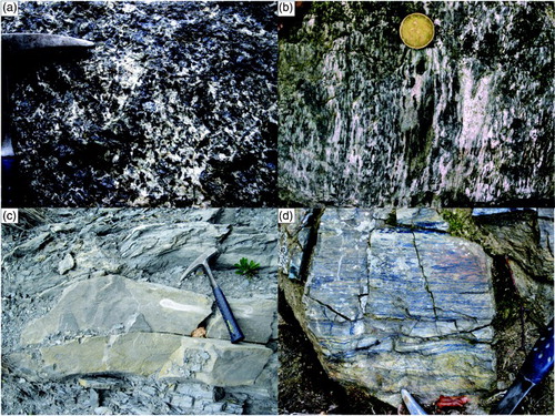 Figure 2. (a) Blueschist-facies metagabbro (MGH) with massive granular texture. (b) Pervasive blueschist-facies schistosity in metagabbro (MGH). (c) dm-thick limestone layers within phylladic schist (FPI). (d) Blueschist-facies mylonite at the contact between the Montenotte and Voltri units.